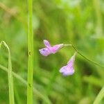 Vicia parviflora Fuelha