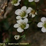 Saxifraga pentadactylis Flower