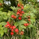 Crataegus monogynaVaisius