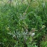 Valeriana calcitrapae Habit