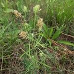 Plantago arenaria Blad