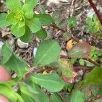Euphorbia helioscopia Leaf