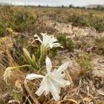 Hesperocallis undulata