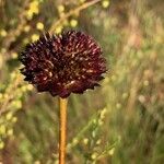 Helianthus radulaফুল