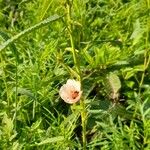 Pavonia hastata Habit