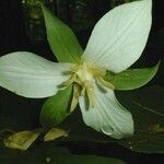 Trillium flexipes Kvet