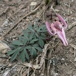 Dicentra uniflora Habitat