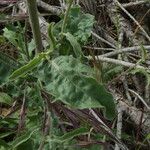 Andryala integrifolia 葉