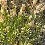 Leuzea repens Flower