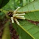 Faramea permagnifolia Blüte