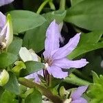 Scaevola aemula Flower