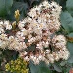 Photinia serratifolia Flower