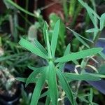 Euphorbia balsamifera Leaf