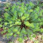 Euphorbia seguieriana Habit