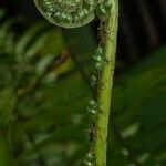 Cyclopeltis semicordata Hoja