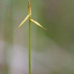 Carex pauciflora Bark