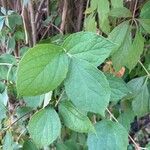 Philadelphus coronariusLeaf