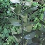 Ruscus aculeatus पत्ता