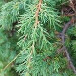 Juniperus communis Leaf