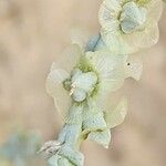 Caroxylon incanescens Fruit