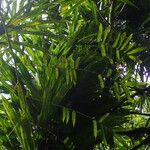 Freycinetia arborea Natur