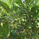 Kraussia floribunda Fruto