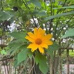 Tithonia diversifoliaFiore