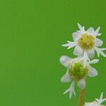 Mitella trifida 花