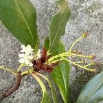 Eugenia brasiliensis Flower