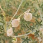 Crotalaria saharae Fruit