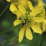 Verbesina alternifolia Flower
