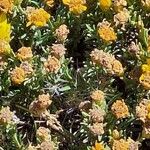 Gutierrezia mandonii 花