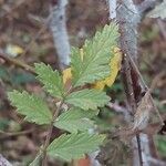 Rubus thibetanus Hoja