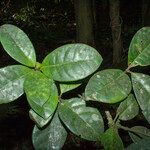 Neea floribunda Other