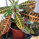 Codiaeum variegatumLeht