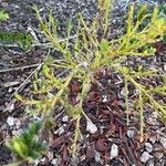 Ceanothus ‘Concha’Deilen