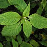 Impatiens arguta Hoja