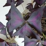 Oxalis triangularis Blatt