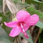 Pavonia urens Flower