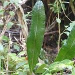 Elaphoglossum macropodium Folha