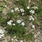 Achillea atrata Fuelha