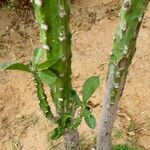 Euphorbia nivulia Bark