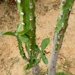 Euphorbia nivulia Corteza