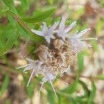 Monardella odoratissima Flower