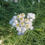 Anaphalis margaritacea Flower