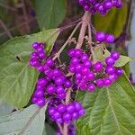 Callicarpa bodinieriFruit