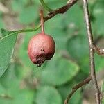 Cotoneaster multiflorus फल