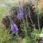 Veronica spicata 花