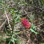 Grevillea caleyi