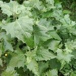 Atriplex sagittata Leaf